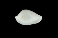 藏品(中華海兔螺)的圖片